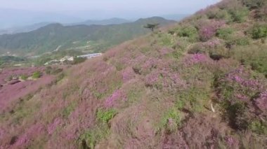 Cheoljjuk Kraliyet Azalea Festivali Sancheong Hwangmae Dağı, Güney Kore, Asya / Cheoljjuk Royal Azalea Festivali Sancheong Hwangmae Dağı, Güney Kore, Asya zaman Mayıs-04-2018