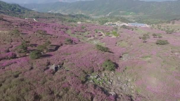 Cheoljjuk Royal Festival Azalea Masakra Sanchong Hwangmae Góry Korei Południowej — Wideo stockowe