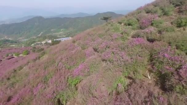 Cheoljjuk Kraliyet Azalea Festivali Sancheong Hwangmae Dağı Güney Kore Asya — Stok video