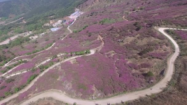 Cheoljjuk Royal Azalee Festival Sancheong Hwangmae Mountain South Korea Asia — Stockvideo