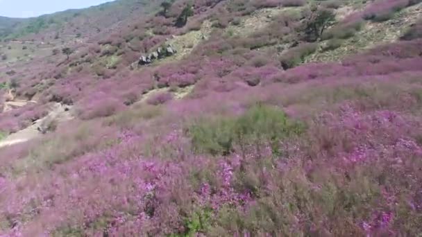 Королівський Azalea Фестиваль Cheoljjuk Sancheong Hwangmae Гірські Південна Корея Азії — стокове відео