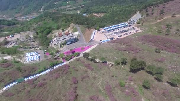 Cheoljjuk Royal Αζαλέα Φεστιβάλ Στο Βουνό Hwangmae Sancheong Νότια Κορέα — Αρχείο Βίντεο