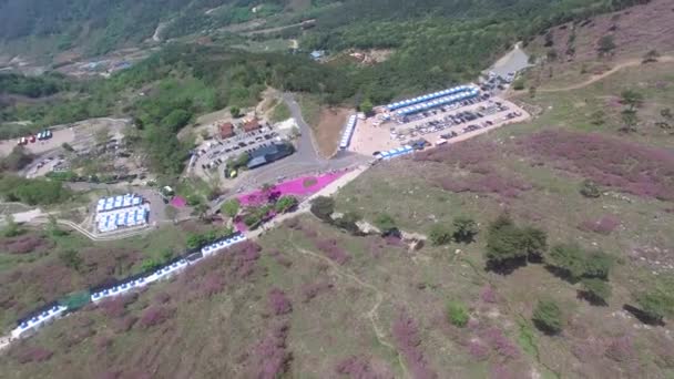 Cheoljjuk Kraliyet Azalea Festivali Sancheong Hwangmae Dağı Güney Kore Asya — Stok video