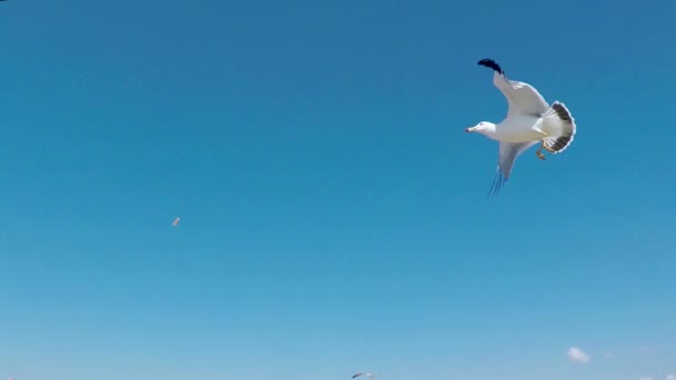 Flying Seagull Eat Shrimp Snack Muchangpo Beach Boryeong Chungnam South — стокове відео