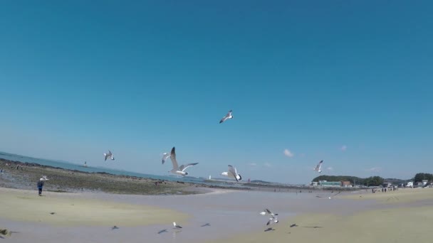 Flying Seagull Eat Shrimp Snack Muchangpo Beach Boryeong Chungnam Coreia — Vídeo de Stock