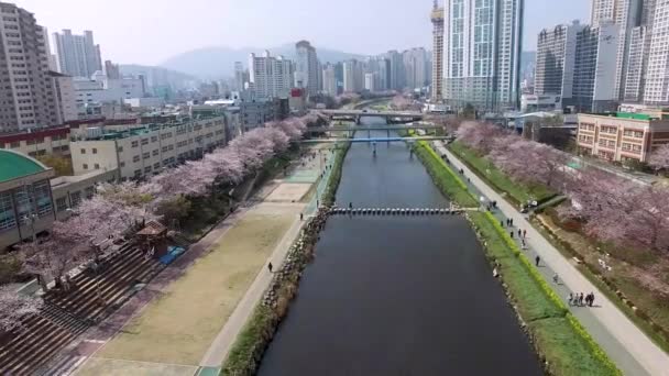 Oncheoncheon Vatandaşlar Park Busan Güney Kore Asya Çiçek Açan Kiraz — Stok video