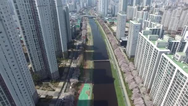 Oncheoncheon Vatandaşlar Park Busan Güney Kore Asya Çiçek Açan Kiraz — Stok video