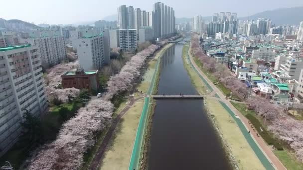 Fioritura Dei Fiori Ciliegio Nel Parco Dei Cittadini Oncheoncheon Busan — Video Stock