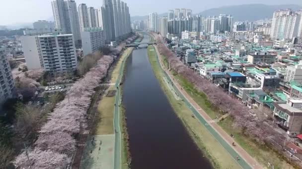 Oncheoncheon Vatandaşlar Park Busan Güney Kore Asya Çiçek Açan Kiraz — Stok video