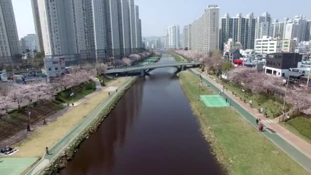 Oncheoncheon Vatandaşlar Park Busan Güney Kore Asya Çiçek Açan Kiraz — Stok video