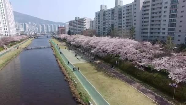 Oncheoncheon Vatandaşlar Park Busan Güney Kore Asya Çiçek Açan Kiraz — Stok video