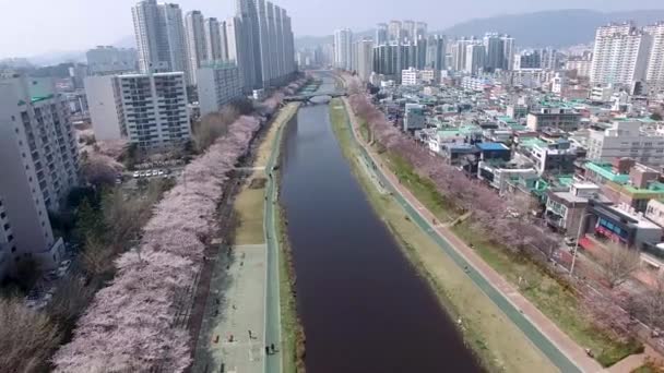 Oncheoncheon Vatandaşlar Park Busan Güney Kore Asya Çiçek Açan Kiraz — Stok video