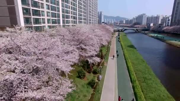 Цветение Сакуры Парке Граждан Ончхончхона Пусан Южная Корея Азия — стоковое видео