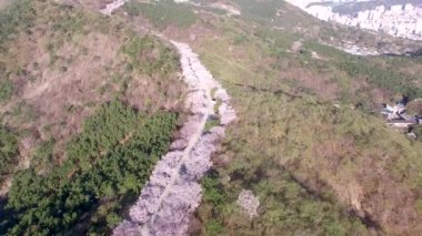 Hwangryeongsan Dağı, Busan, Güney Kore, Asya 'da Bahar Çiçekleri açıyor.