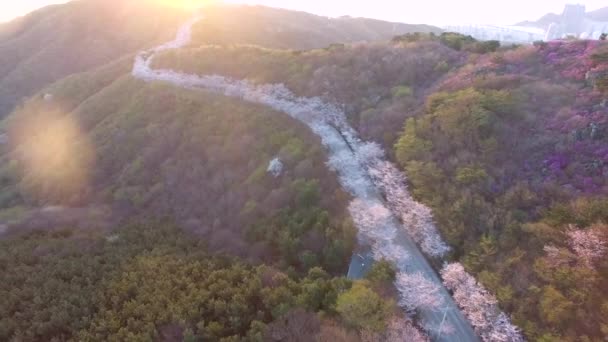 Lente Bloemen Bloeien Hwangryeongsan Mountain Busan Zuid Korea Azië — Stockvideo