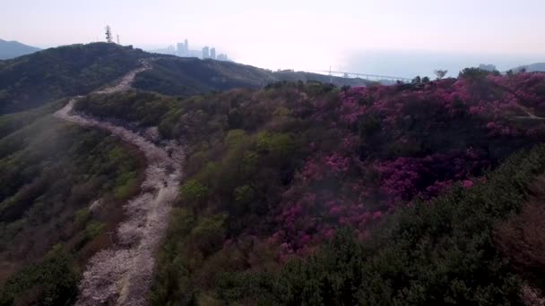 Våren Blommor Blommar Hwangryeongsan Mountain Busan Sydkorea Asien — Stockvideo