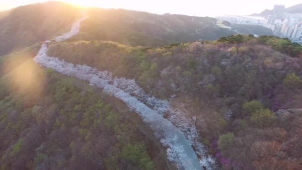 Lente Bloemen Bloeien Hwangryeongsan Mountain Busan Zuid Korea Azië — Stockvideo