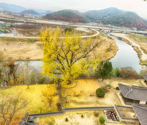 Aerial View of Golden Ginkgo Tree in Korean Traditional House, milyang, Korea — 스톡 사진
