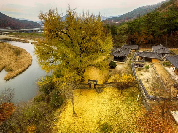 Vista aérea del árbol dorado del ginkgo en la casa tradicional coreana, milyang, Corea —  Fotos de Stock