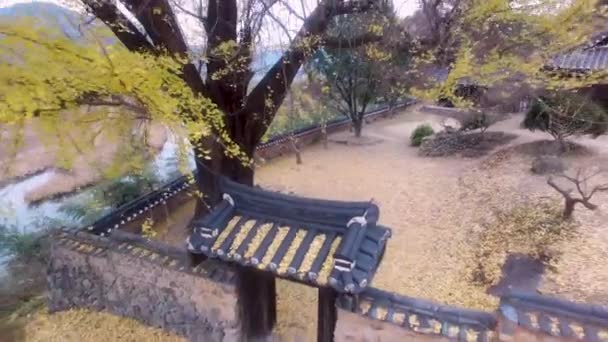 Aerial View Golden Ginkgo Tree Korean Traditional House Geumsidang Baekgokjae — Αρχείο Βίντεο