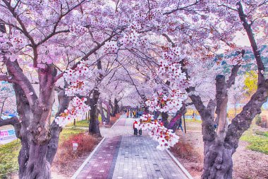 Jakcheonjeong, Ulju, Ulsan, Kore 'de Kiraz Çiçeklerinin Hava Görüntüsü