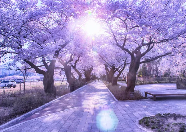 韩国乌尔桑市Jakcheonjeong樱花盛开的空中景观 — 图库照片