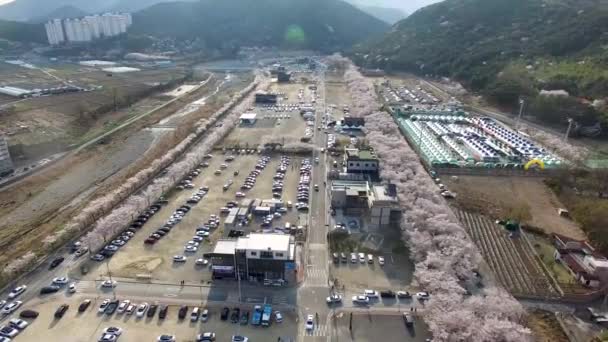 Jakcheonjeong Ulju Ulsan Güney Kore Asya Kiraz Çiçekleri Nin Havadan — Stok video