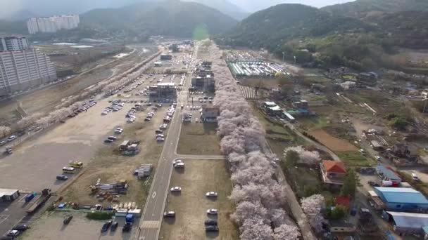 Letecký Pohled Cherry Blossoms Blooming Jakcheonjeong Ulju Ulsan Jižní Korea — Stock video