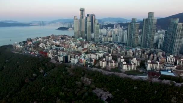 Letecký Pohled Cherry Brossoms Blooming Dalmaji Hill Haeundae Busan Jižní — Stock video