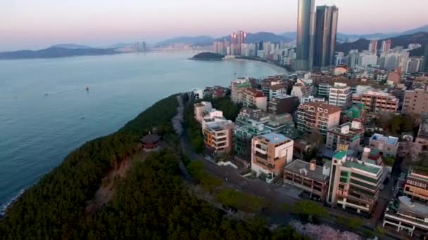 Vista Aérea Brossomas Cerezo Floreciendo Dalmaji Hill Haeundae Busan Corea — Vídeos de Stock