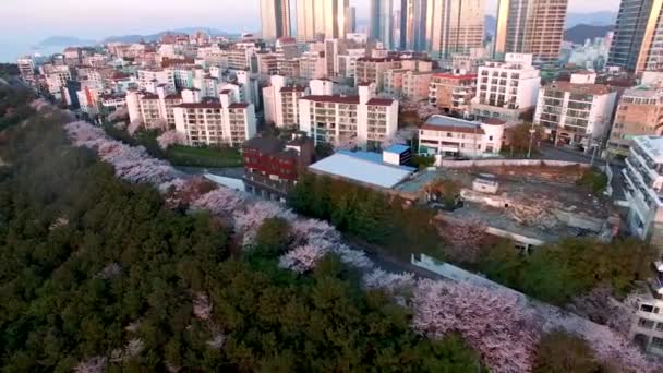 Letecký Pohled Cherry Brossoms Blooming Dalmaji Hill Haeundae Busan Jižní — Stock video