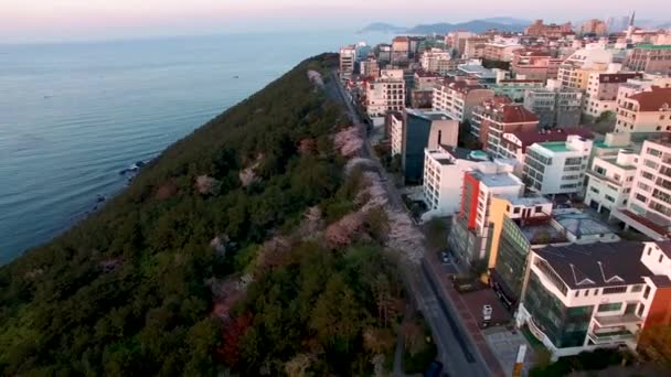 Vista Aérea Brossoms Cereja Florescendo Dalmaji Hill Haeundae Busan Coreia — Vídeo de Stock