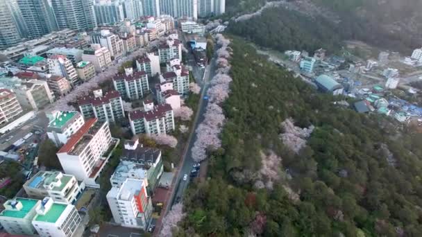 Luchtfoto Van Cherry Brossoms Bloeiende Dalmaji Hill Haeundae Busan Zuid — Stockvideo