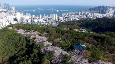 Hwangryeongsan Dağı, Busan, Güney Kore, Asya 'da Bahar Çiçekleri açıyor.