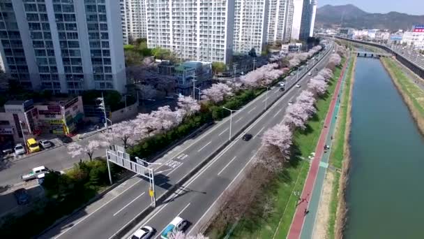 Letecký Pohled Višňové Květy Kvetoucí Suyeonggang River Busan Jižní Korea — Stock video