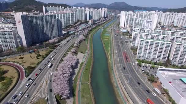 Aerial View Cherry Blossoms Blooming Suyeonggang River Busan South Korea — Stock Video