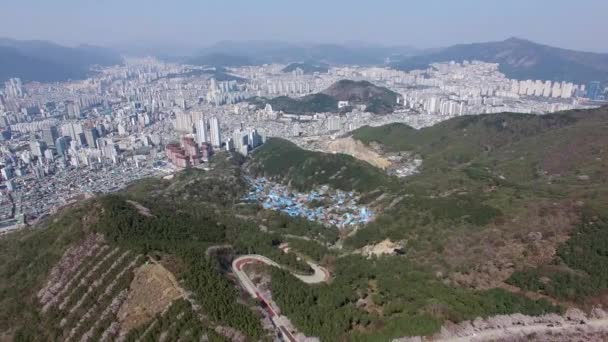 Frühlingsblumen Blühen Hwangryeongsan Mountain Busan Südkorea Asien — Stockvideo