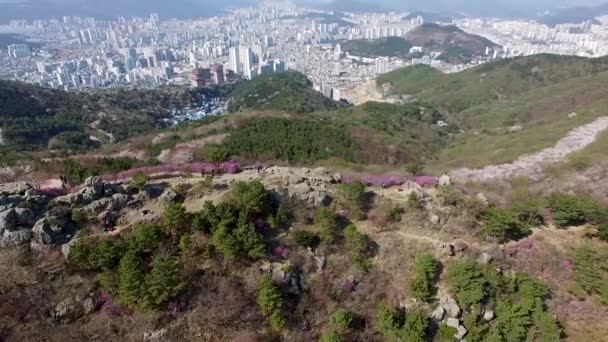 南韩釜山黄鹤山春花盛开 — 图库视频影像