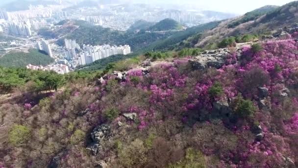 Hwangryeongsan Dağı Busan Güney Kore Asya Bahar Çiçekleri Açıyor — Stok video