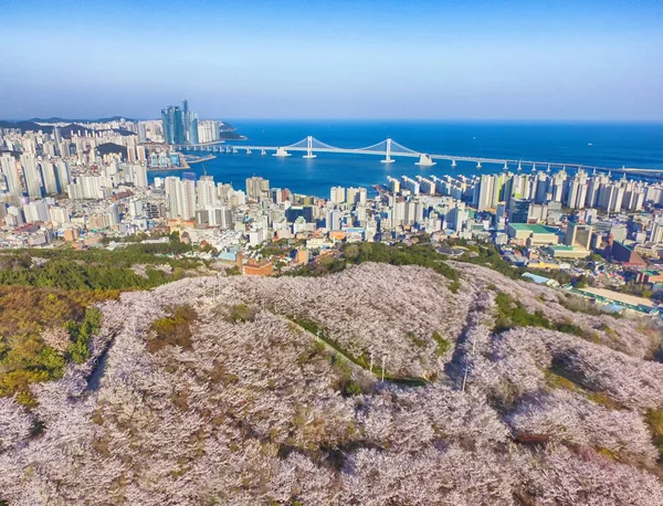 Aerial View of Cherry Blossoms Blooming in Geumryeonsan Mountain, Busan, Korea. — Stock Photo, Image