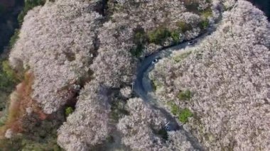Geumryeonsan Dağı, Busan, Güney Kore, Asya 'da Kiraz Çiçeklerinin Hava Görüntüsü.