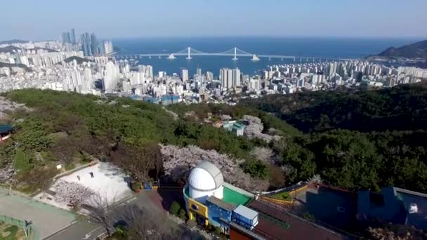 Letecký Pohled Květ Třešní Horách Geumryeonsan Busan Jižní Korea Asie — Stock video
