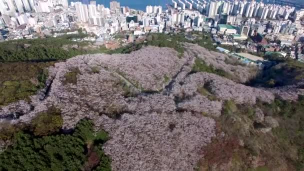 Vista Aérea Las Flores Cerezo Floreciendo Geumryeonsan Mountain Busan Corea — Vídeo de stock