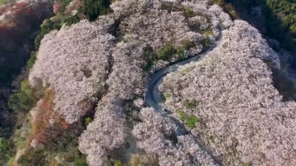 Luchtfoto Van Kersenbloesems Bloeien Geumryeonsan Mountain Busan Zuid Korea Azië — Stockvideo