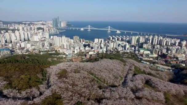 Vista Aérea Las Flores Cerezo Floreciendo Geumryeonsan Mountain Busan Corea — Vídeo de stock