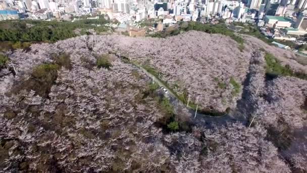 Aerial View Cherry Blossoms Blooming Geumryeonsan Mountain Busan South Korea — Stock Video