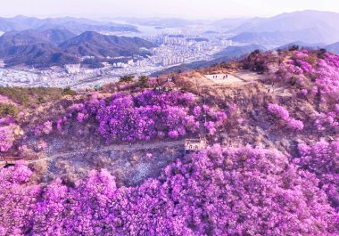 Cheonjusan Dağı Jindallae Azalea Çiçeği, Changwon, Kore, Asya.
