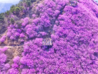 Cheonjusan Dağı Jindallae Azalea Çiçeği, Changwon, Kore, Asya.