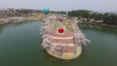 Bomun Park, Gyeongju, Güney Kore ve Asya 'da Kiraz Çiçeklerinin Hava Görüntüsü.