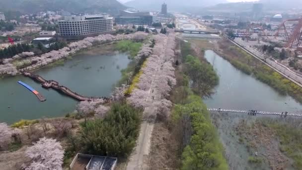 Aerial View Cherry Blossoms Blooming Bomun Park Gyeongju South Korea — Stock Video